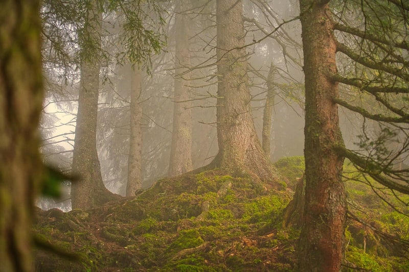 Enchanted forest wedding